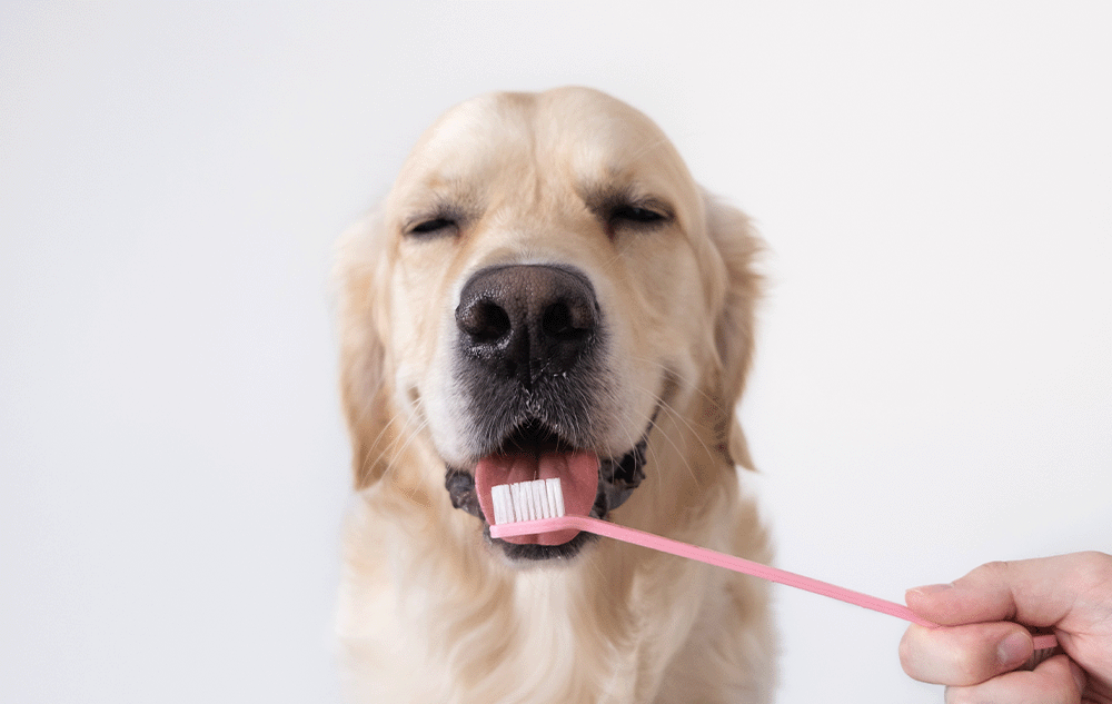 Pet Dental Care